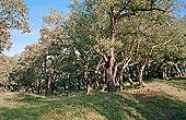 Sicily, Madonie, cork trees